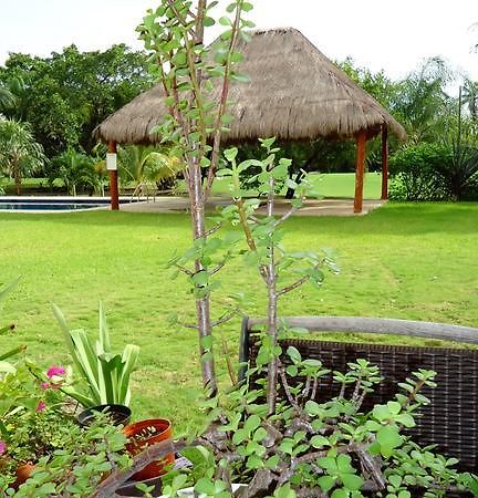 B&B Mom'S House Puerto Aventuras Buitenkant foto